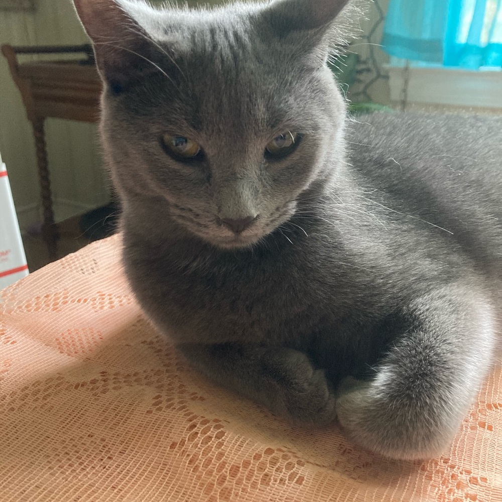 Meet your Posher, Debbie